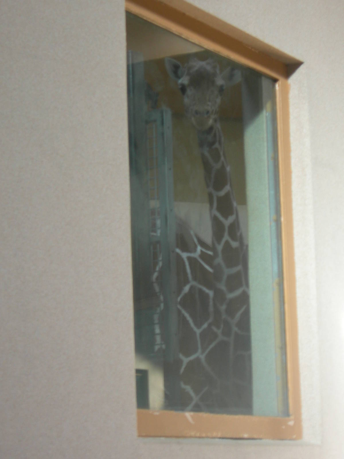 kesi the new female giraffe peeking through the window