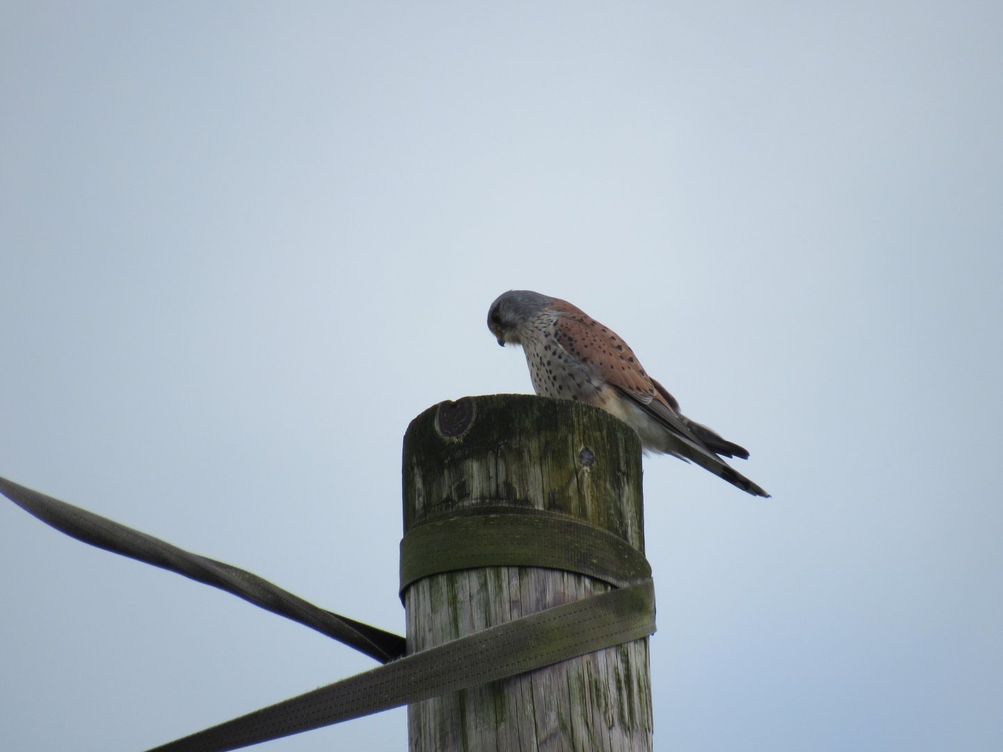 Kestral