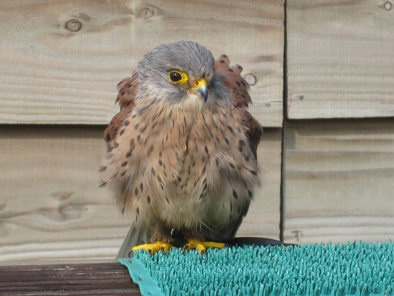 Kestrel at Liberty`s