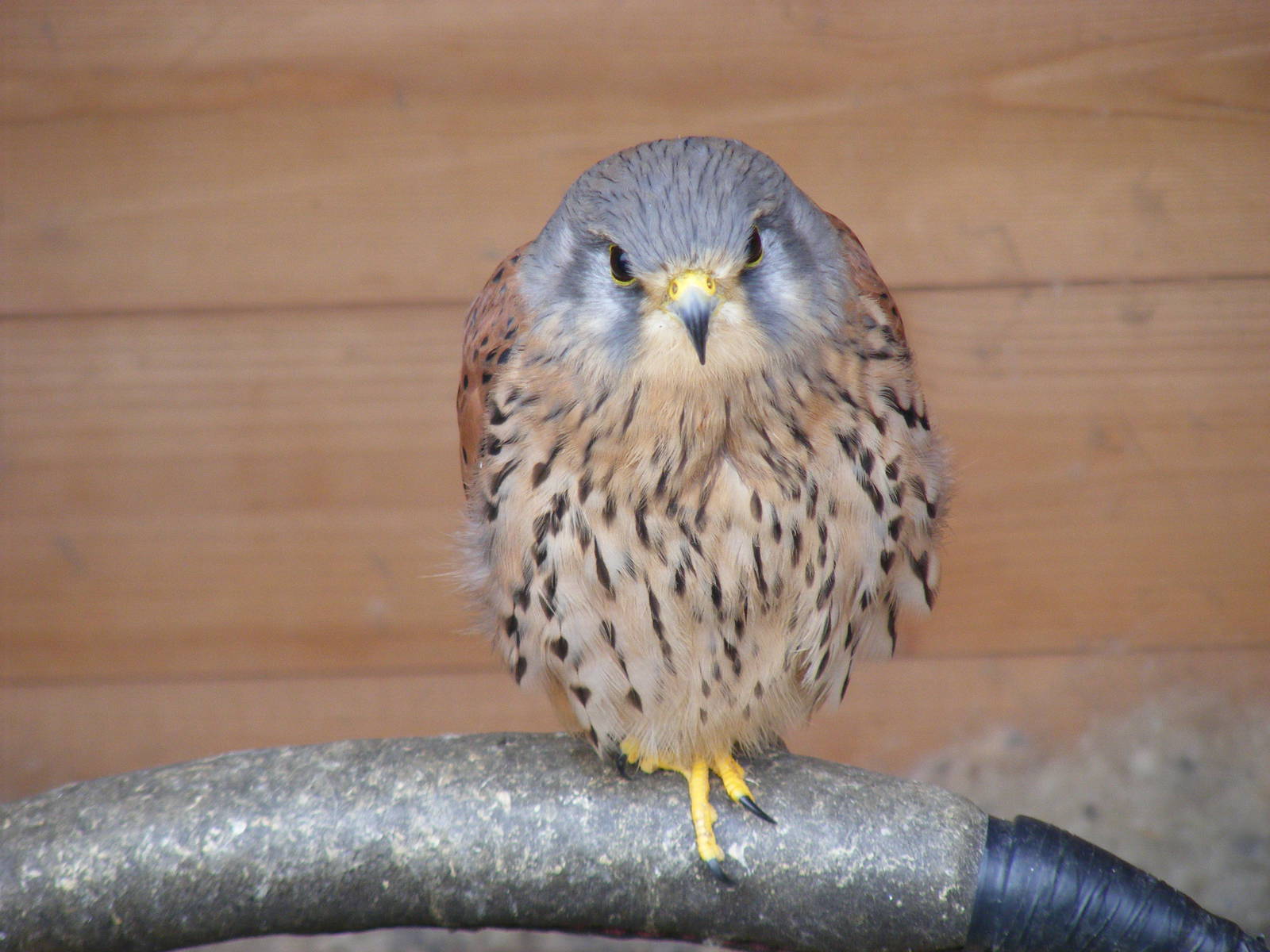 Kestrel at Wickid Pets - Animal Adventure, 29 April 2011