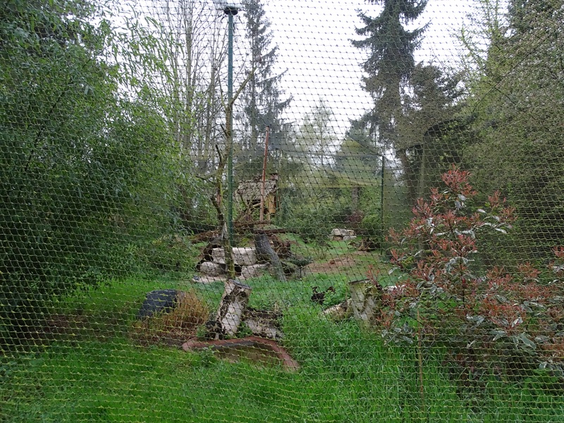 Kestrel / burrowing owl / prairie dog enclosure