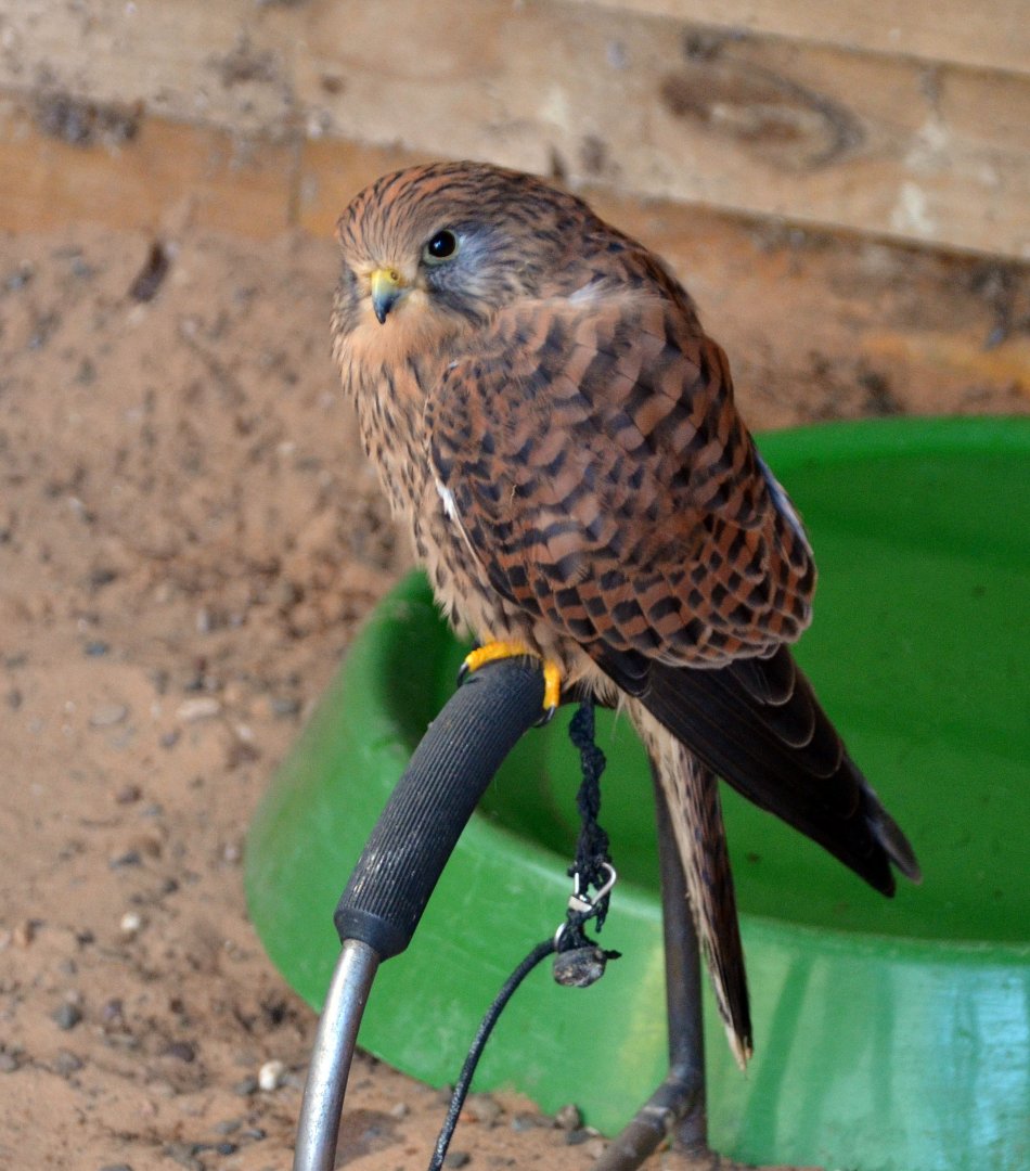 Kestrel - Female