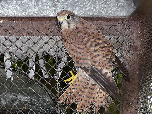 Kestrel in Kishinev Zoo