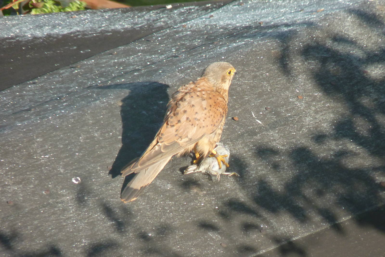 Kestrel with a sparrow, August 2013