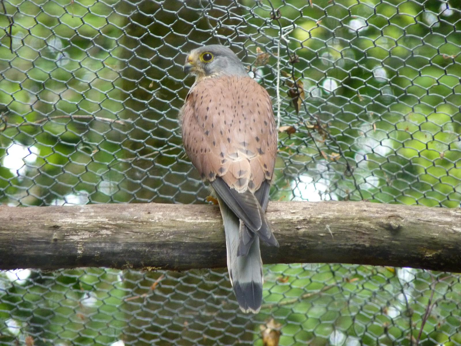 Kestrel