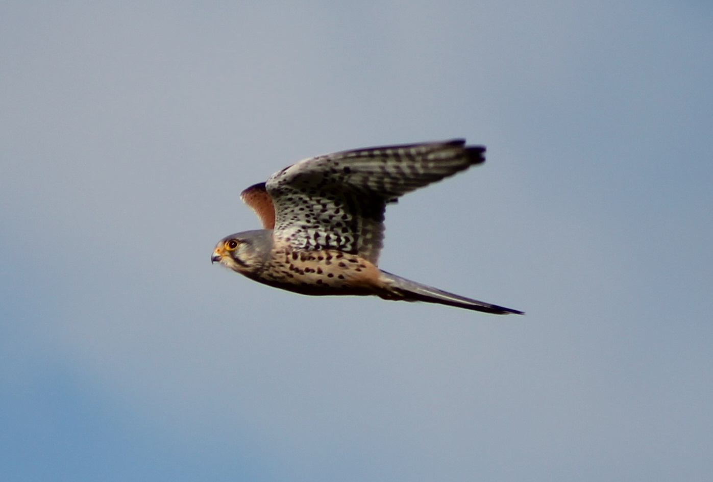 kestrel
