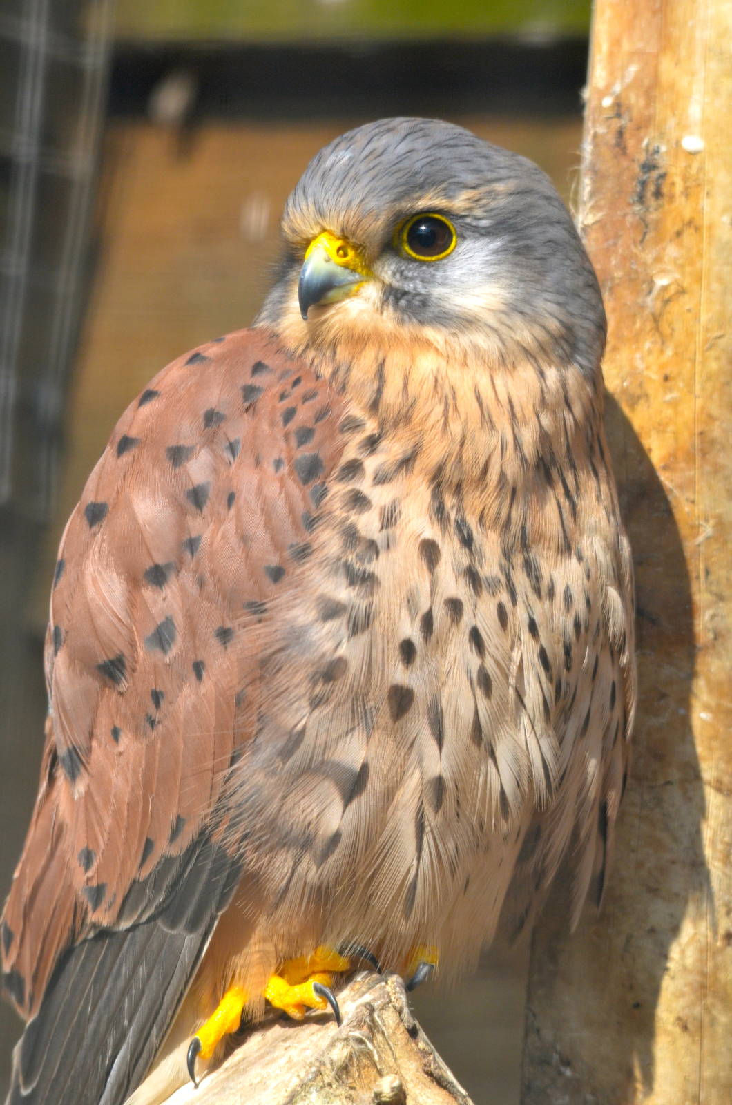 Kestrel
