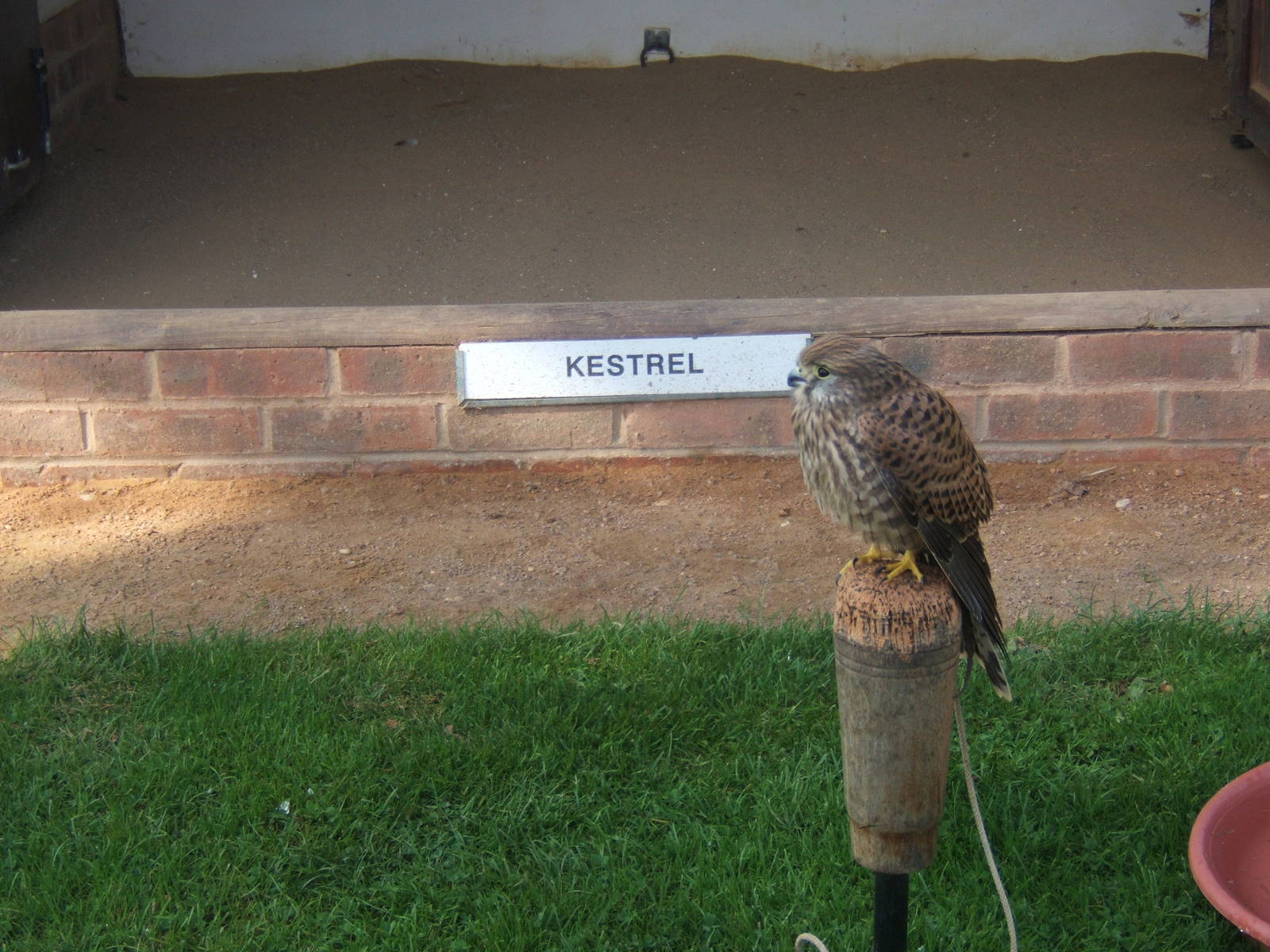 Kestrel