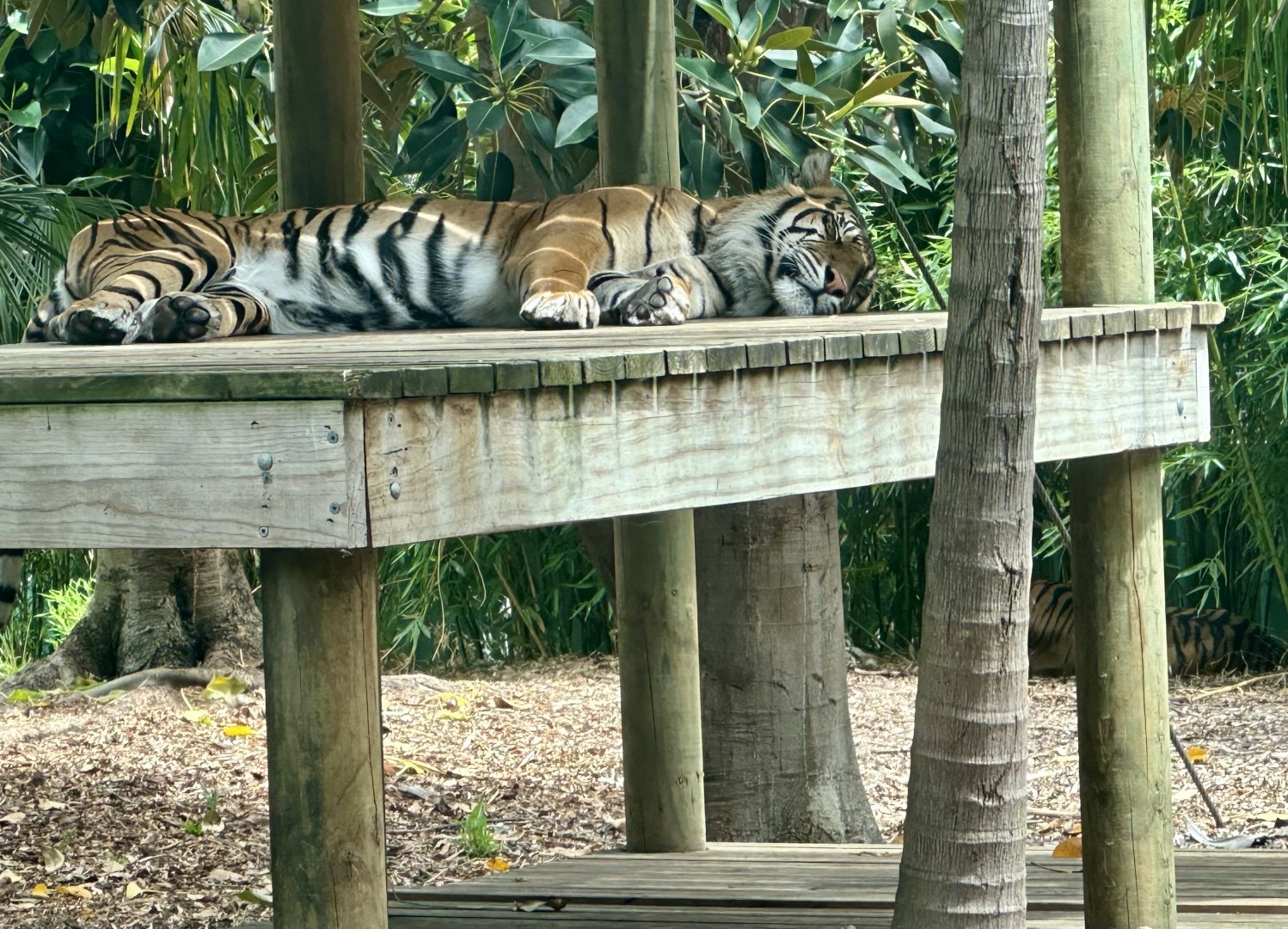 Ketambe (Sumatran Tiger)