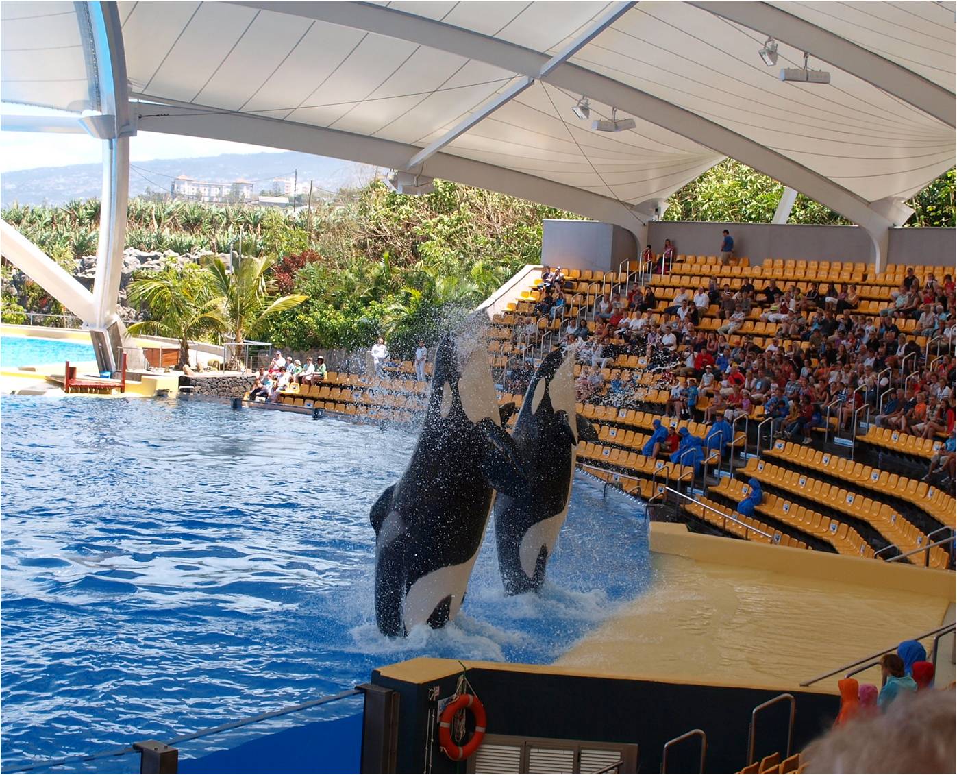 Keto & Tekoa - Orca Ocean