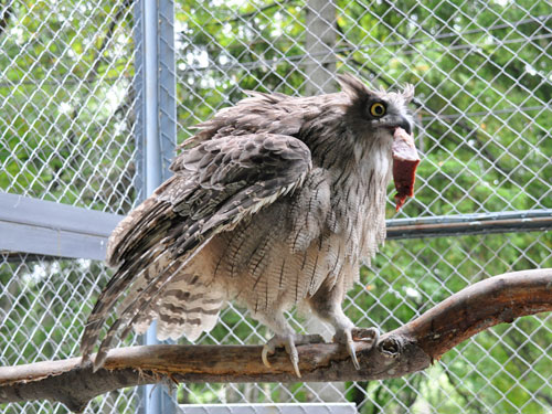 Ketupa blakistoni blakistoni at Sakhalin Zoo-Botanical Garden - uploaded on behalf of Alexkant
