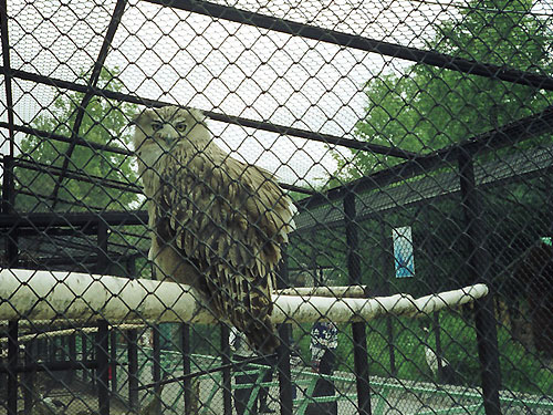 Ketupa blakistoni doerriesi at Leningrad Zoo - uploaded on behalf of Alexkant