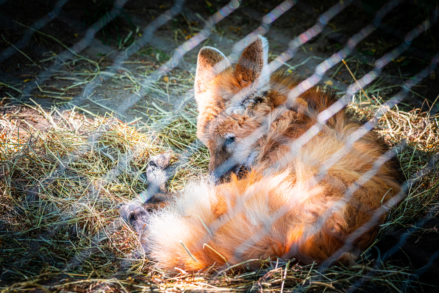 Kev the male Maned Wolf (September 24th 2022)