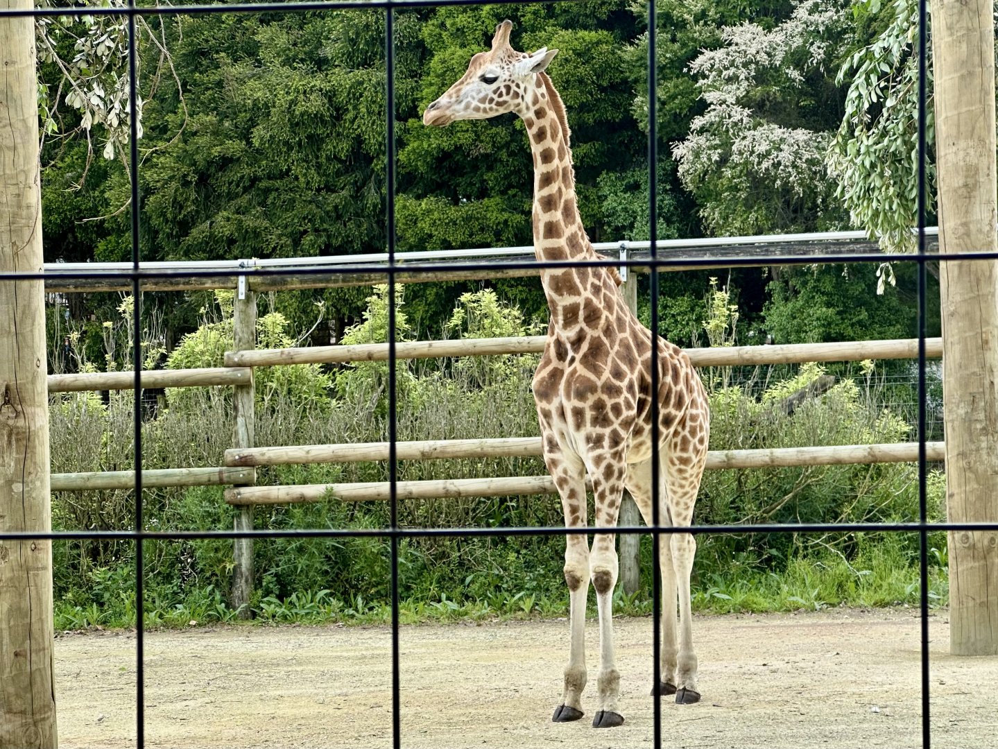 Kevin (New Male Giraffe)