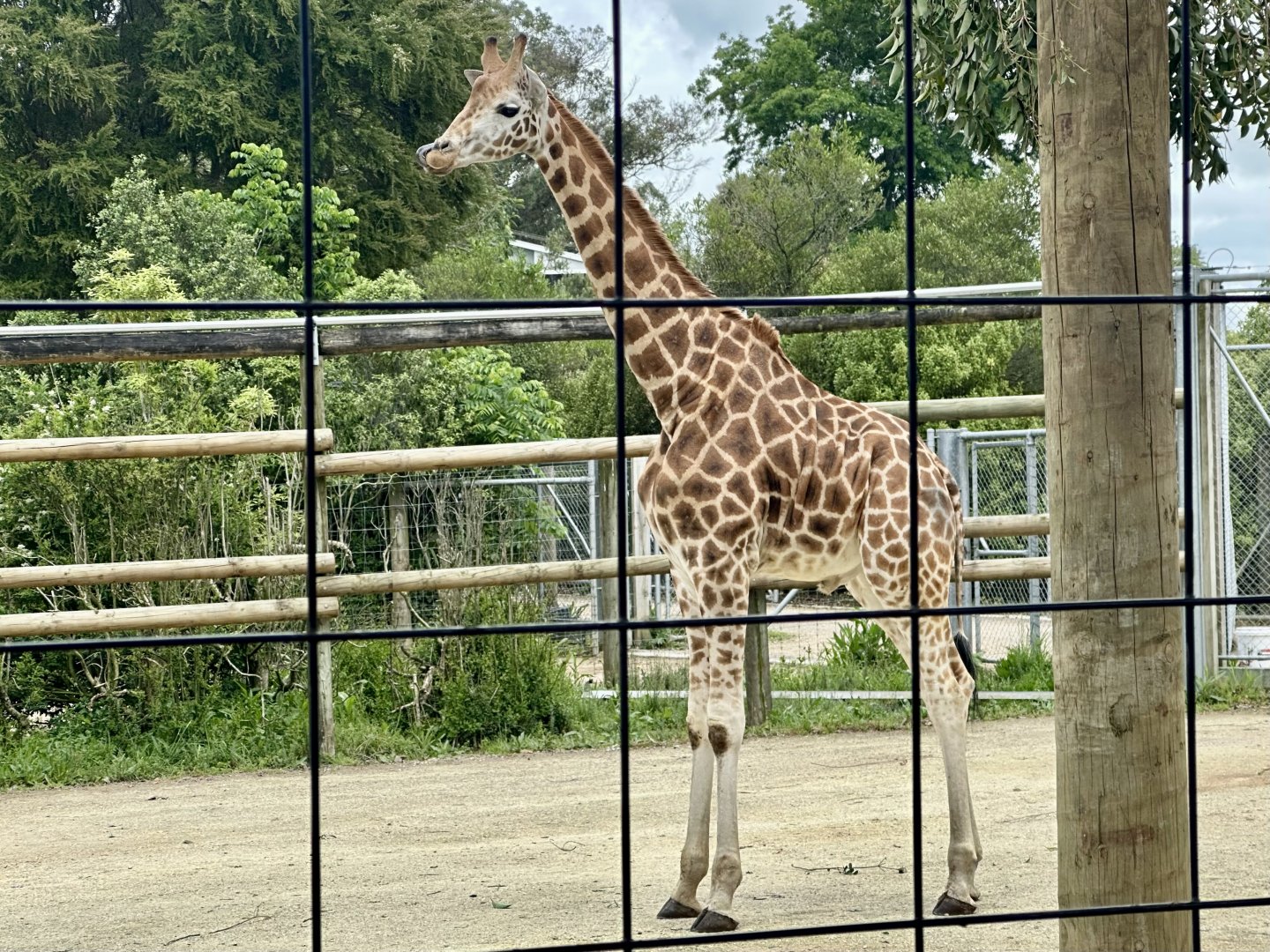Kevin (New Male Giraffe)