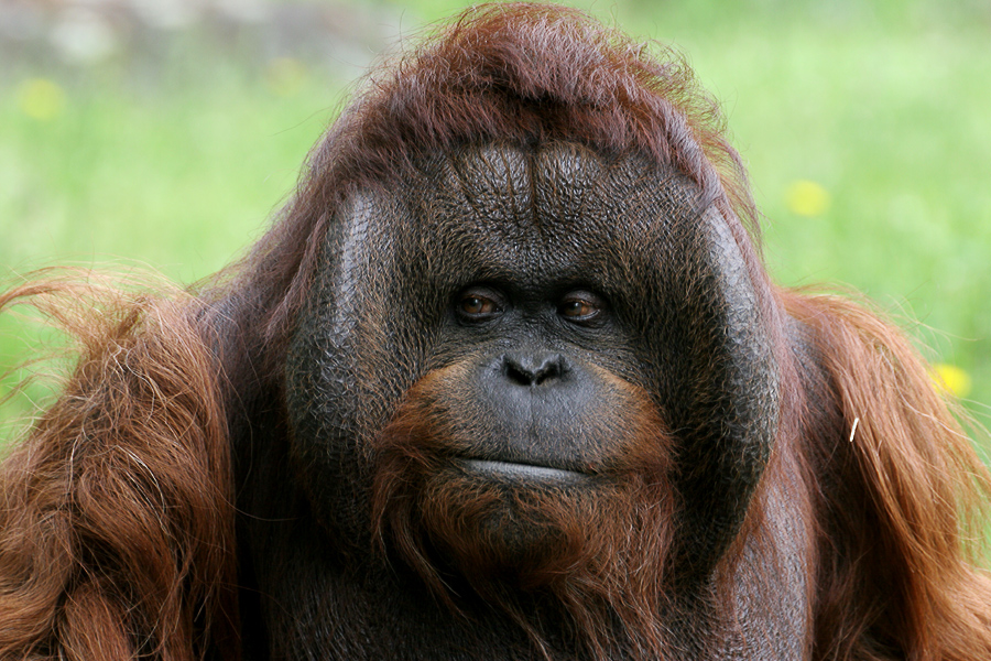 Kevin_13197433_von_Elke_Becker_13_06_2008_fc