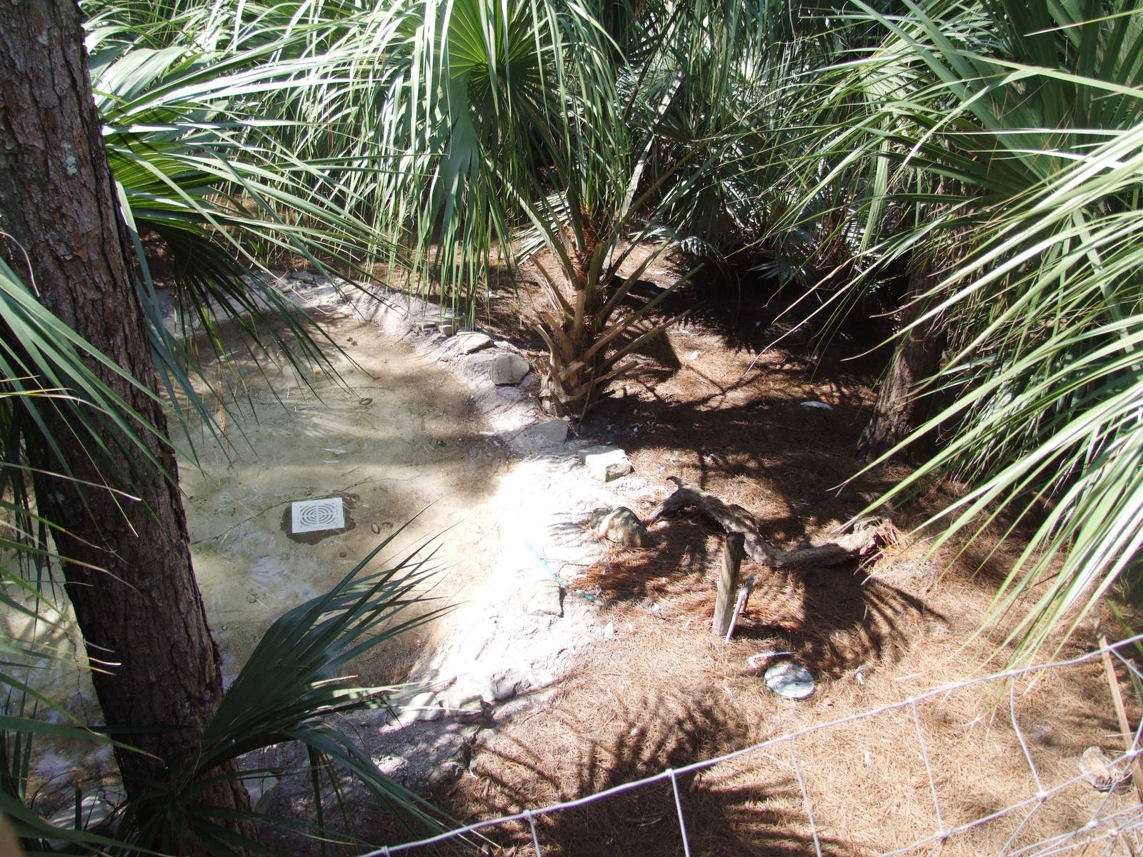 Key Deer and Whooping Crane Exhibit at Lowry Park, 13/10/13