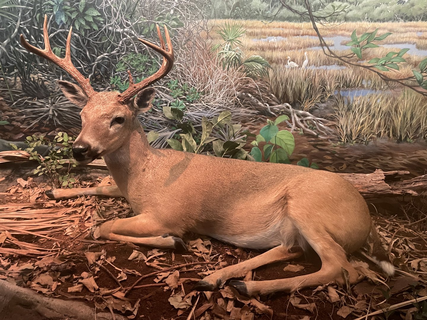 Key Deer Diorama