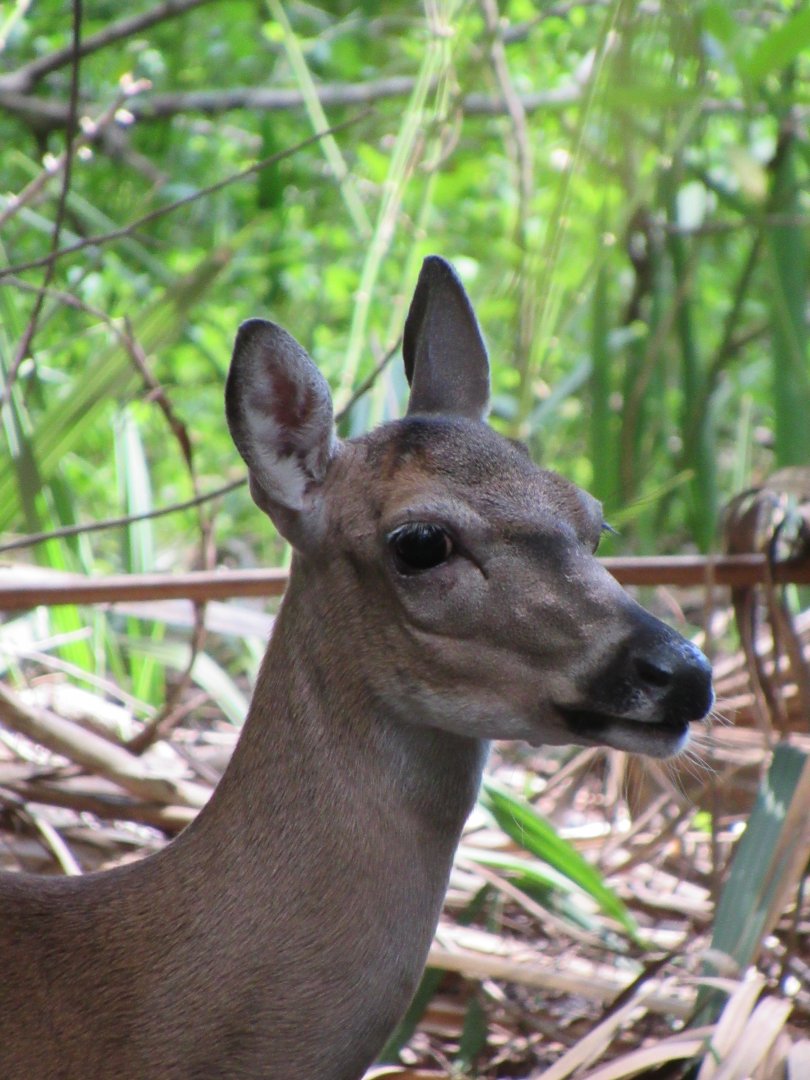 Key Deer