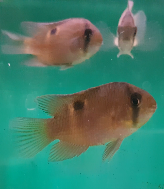 Key-hole cichlids - Cleithtacara maronii