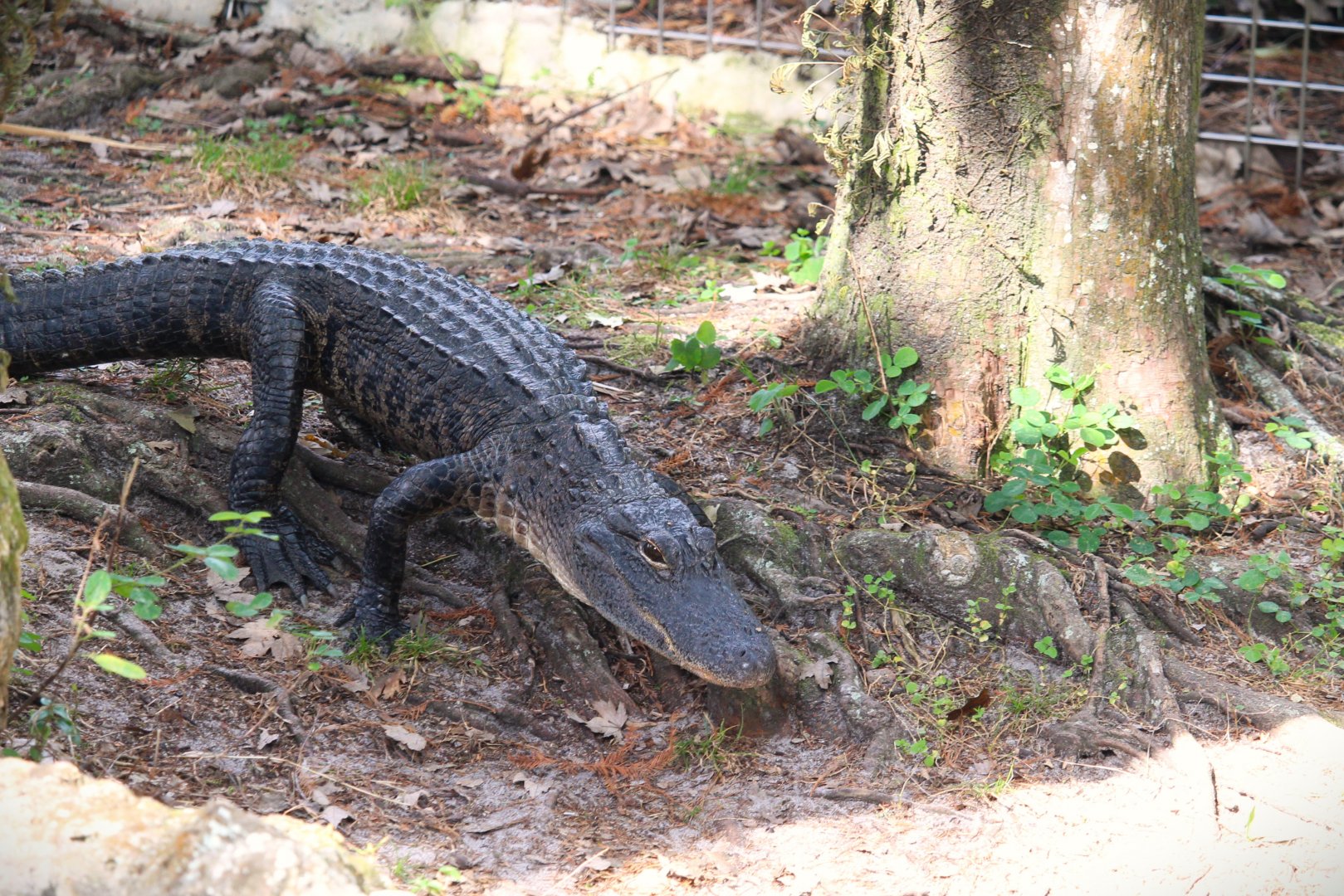 Key West - American Alligator