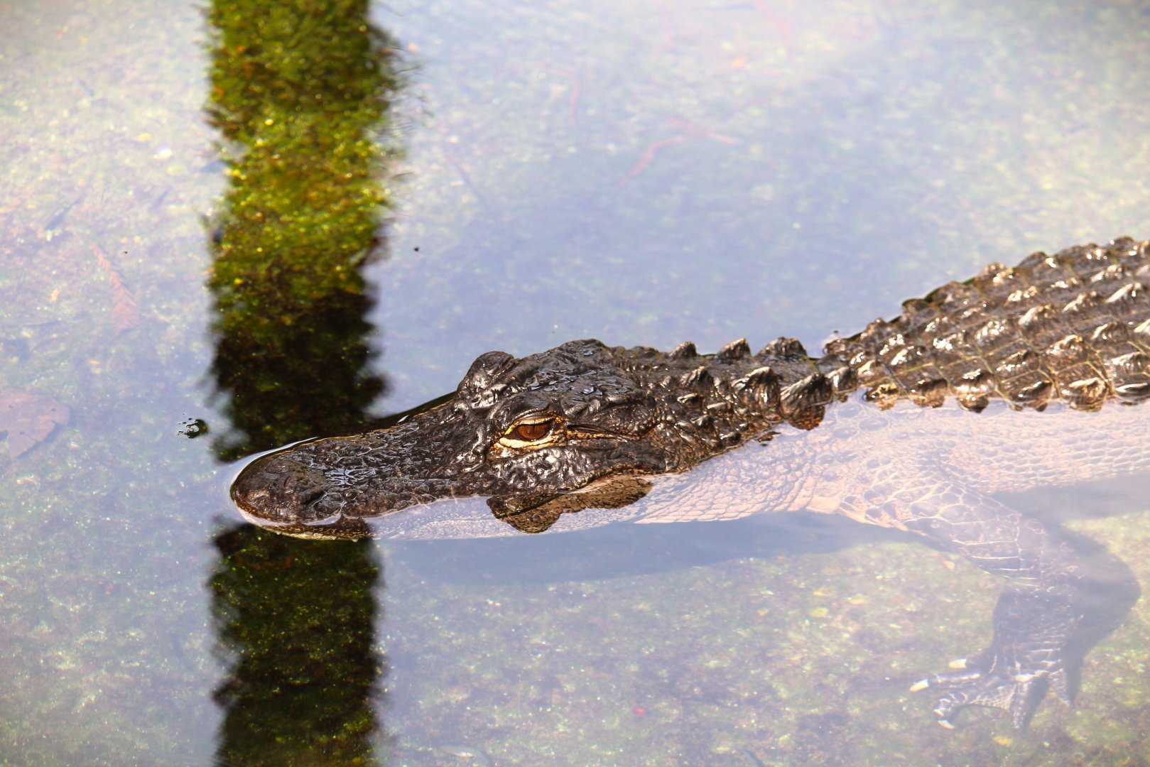 Key West - American Alligator