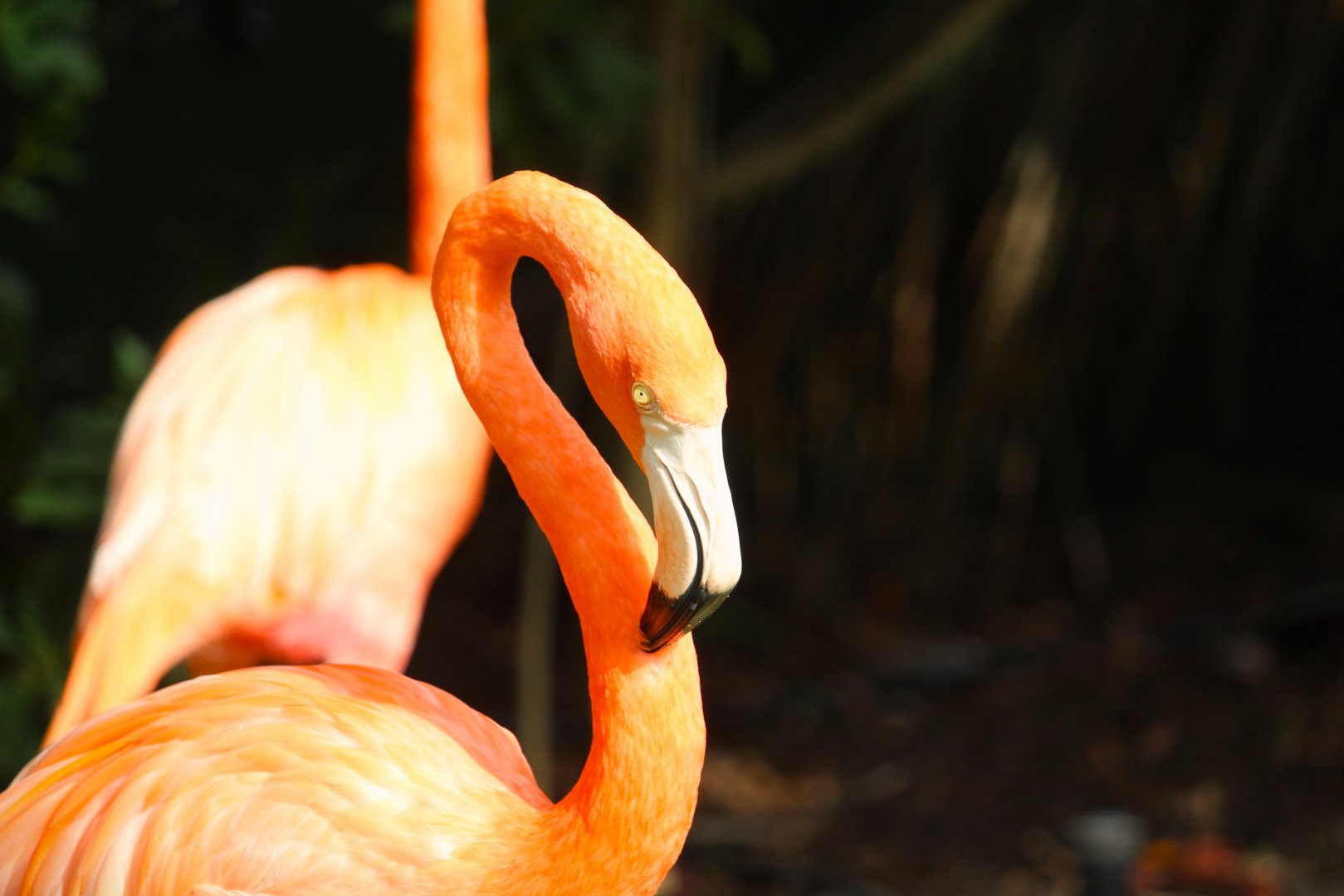 Key West - American Flamingo