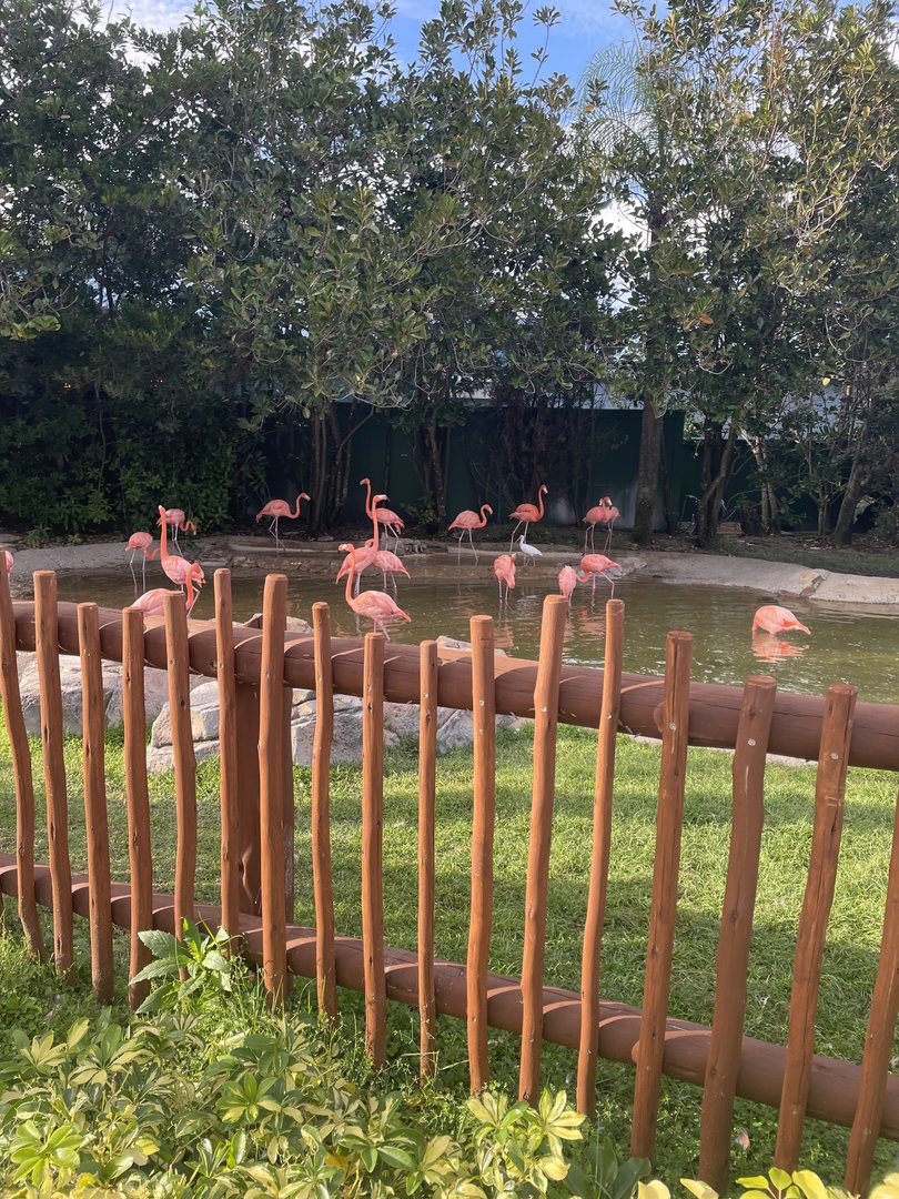 Key West- Caribbean Flamingo Exhibit