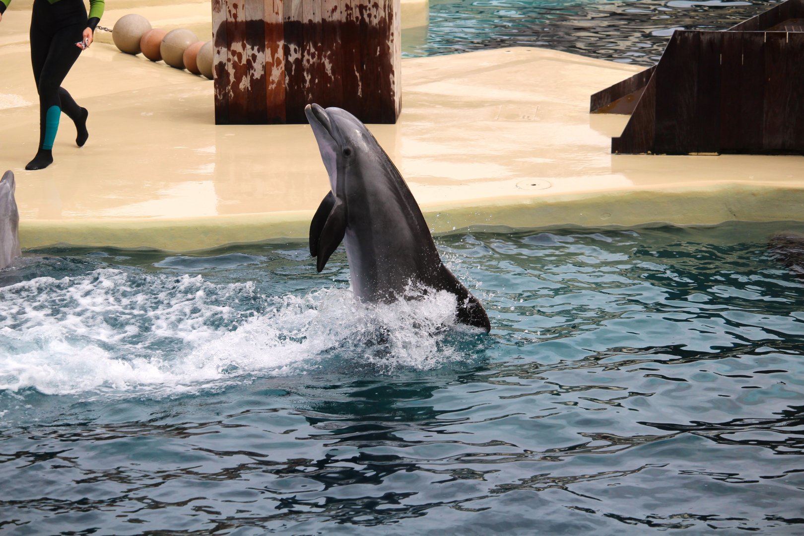 Key West - Common Bottlenose Dolphin