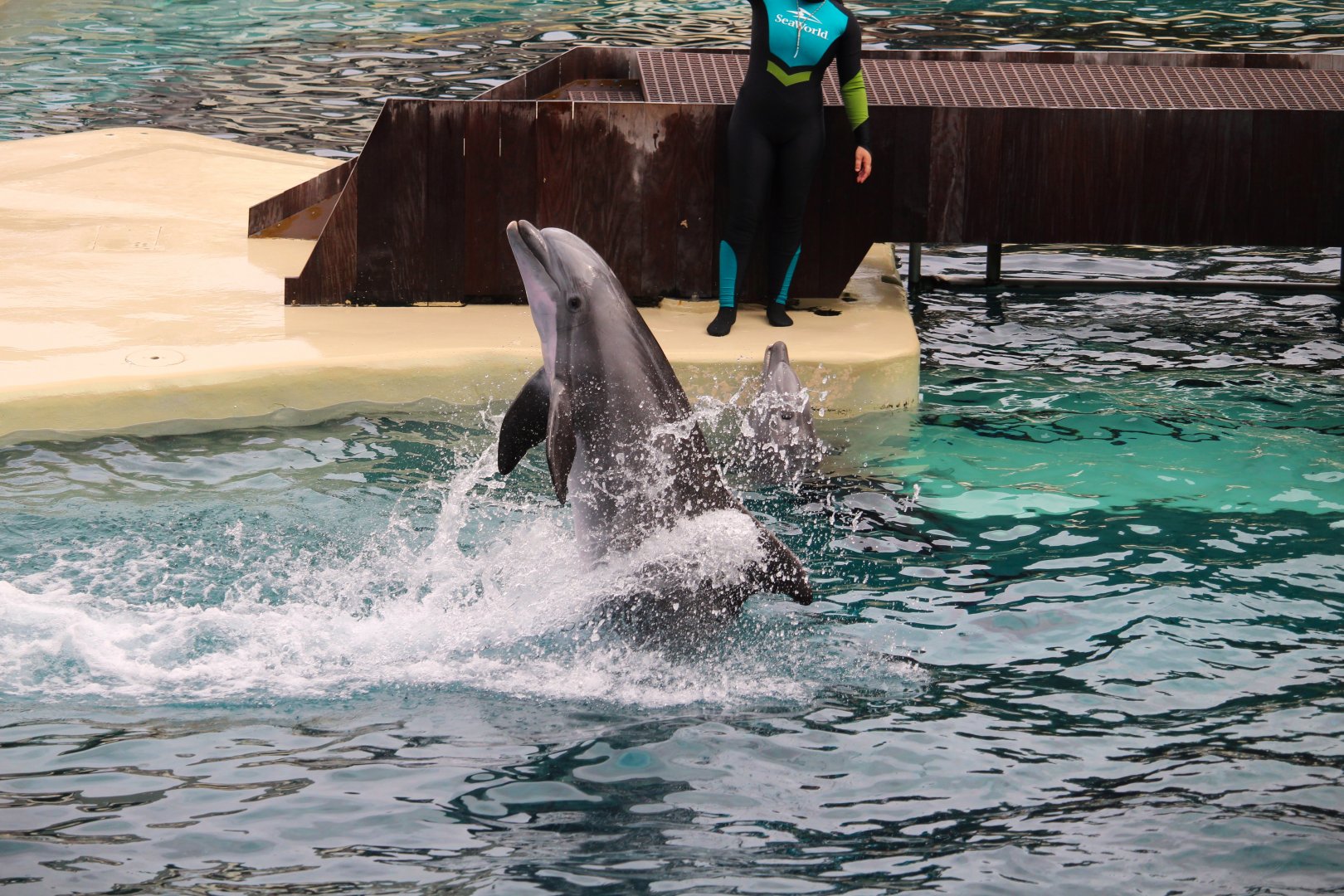 Key West - Common Bottlenose Dolphin