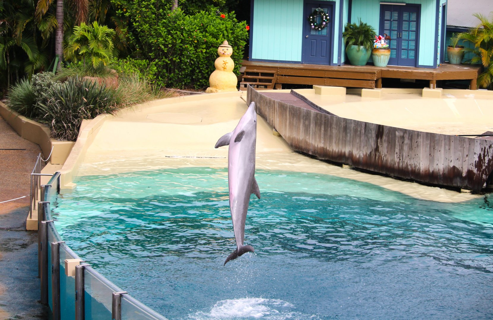 Key West - Common Bottlenose Dolphin