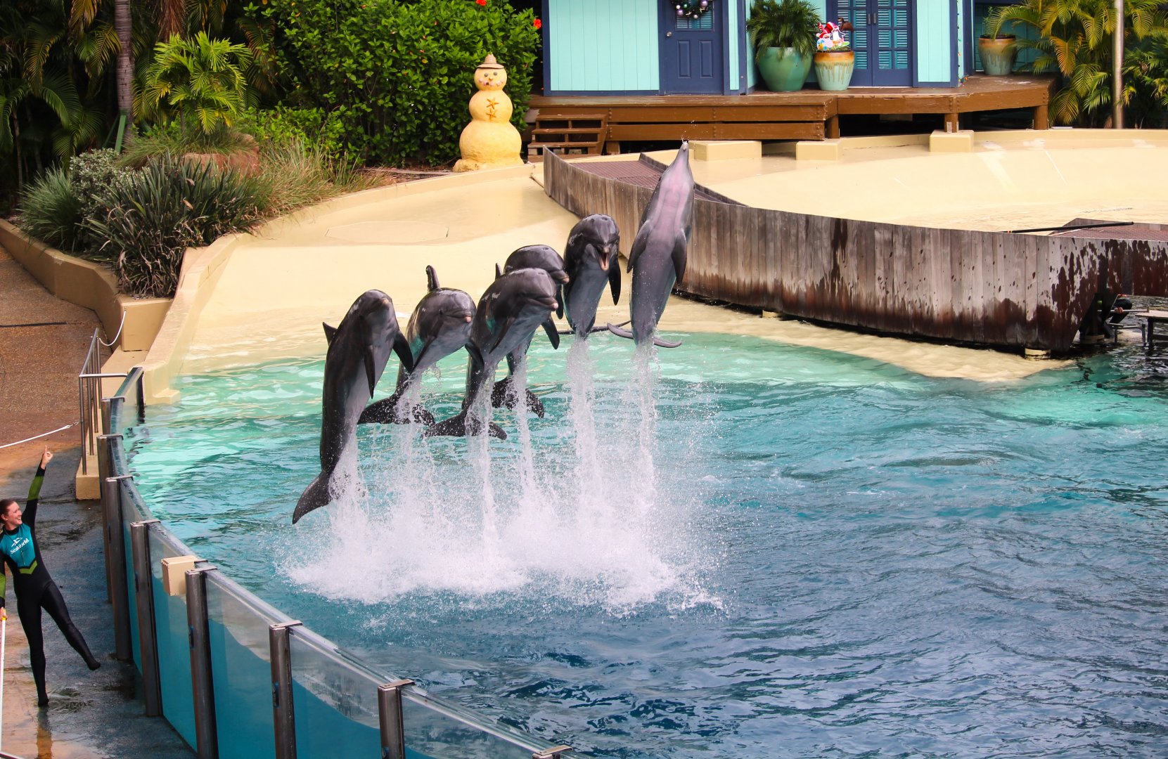 Key West - Common Bottlenose Dolphins