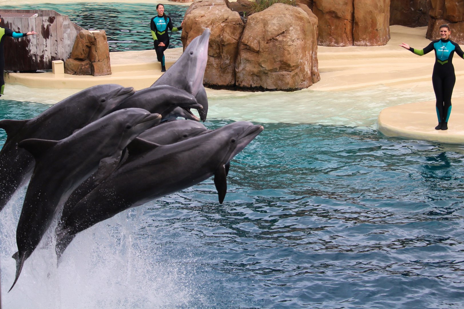 Key West - Common Bottlenose Dolphins