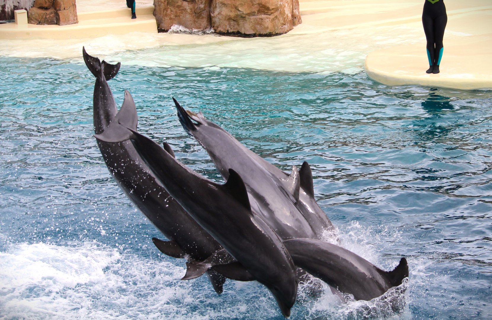 Key West - Common Bottlenose Dolphins