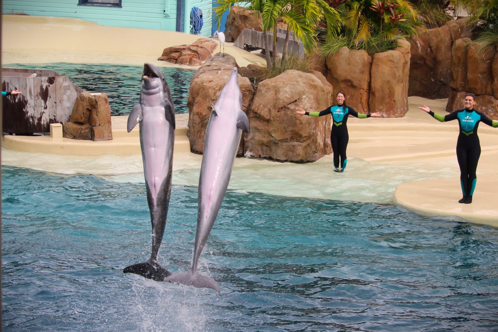 Key West - Common Bottlenose Dolphins