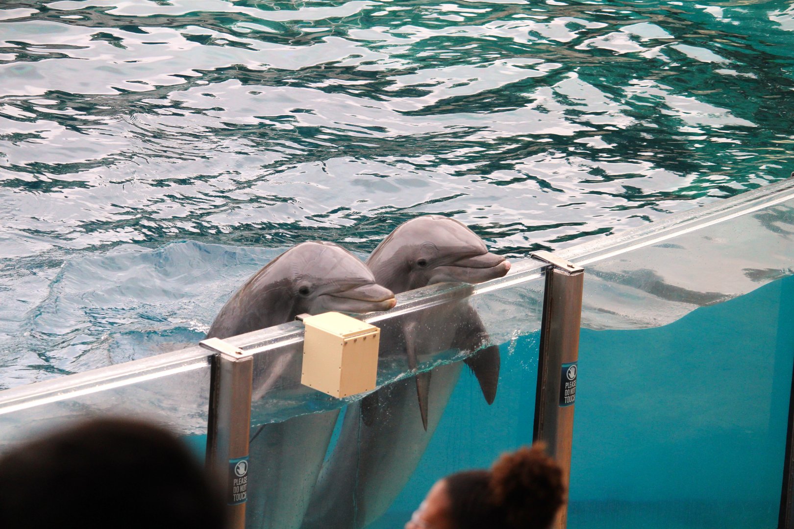 Key West - Common Bottlenose Dolphins
