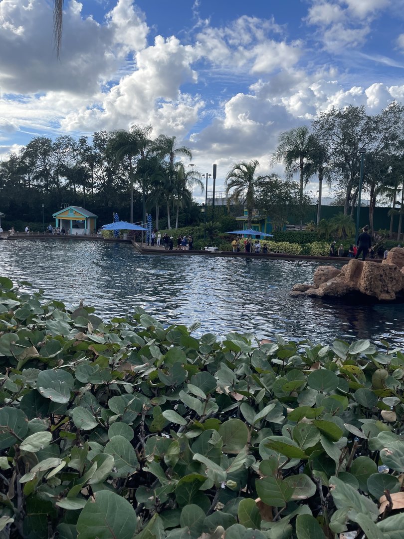 Key West- Dolphin Lagoon