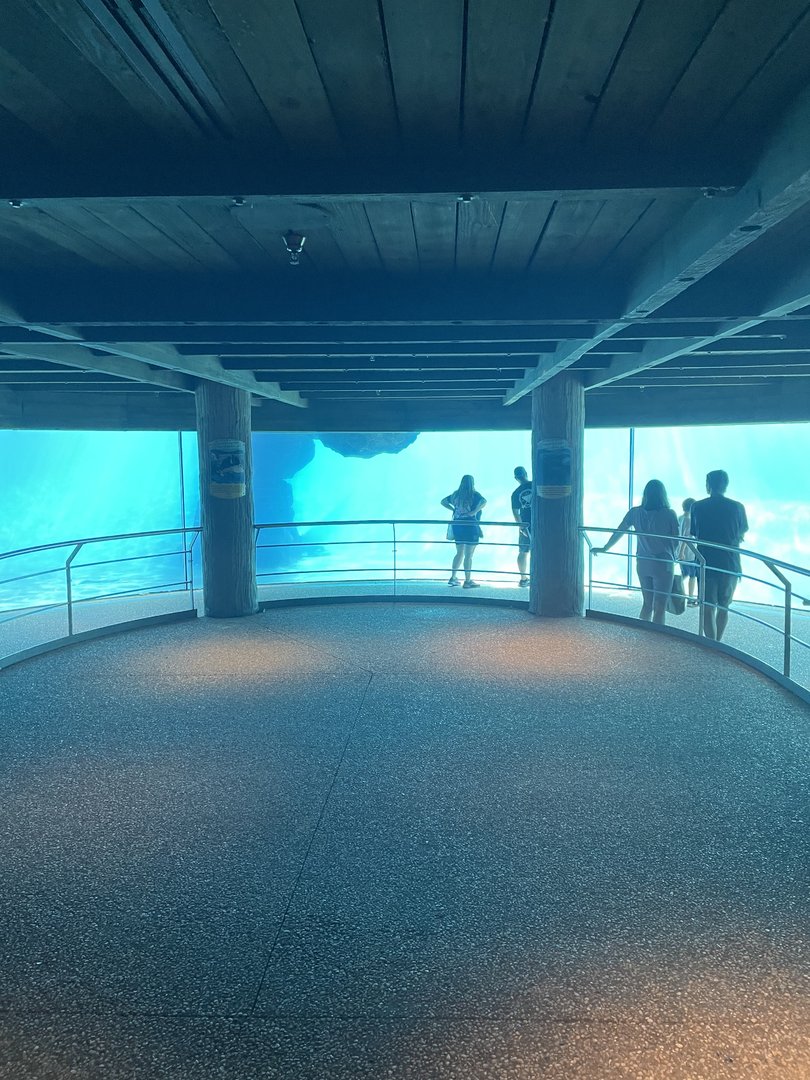 Key West- Dolphin Underwater Viewing