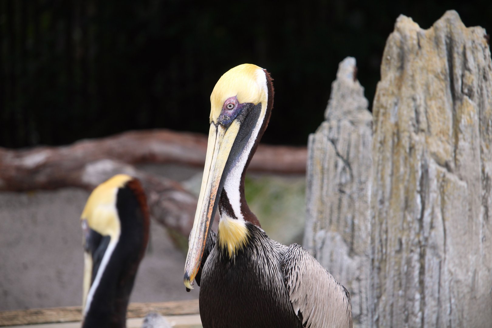Key West - Eastern Brown Pelican