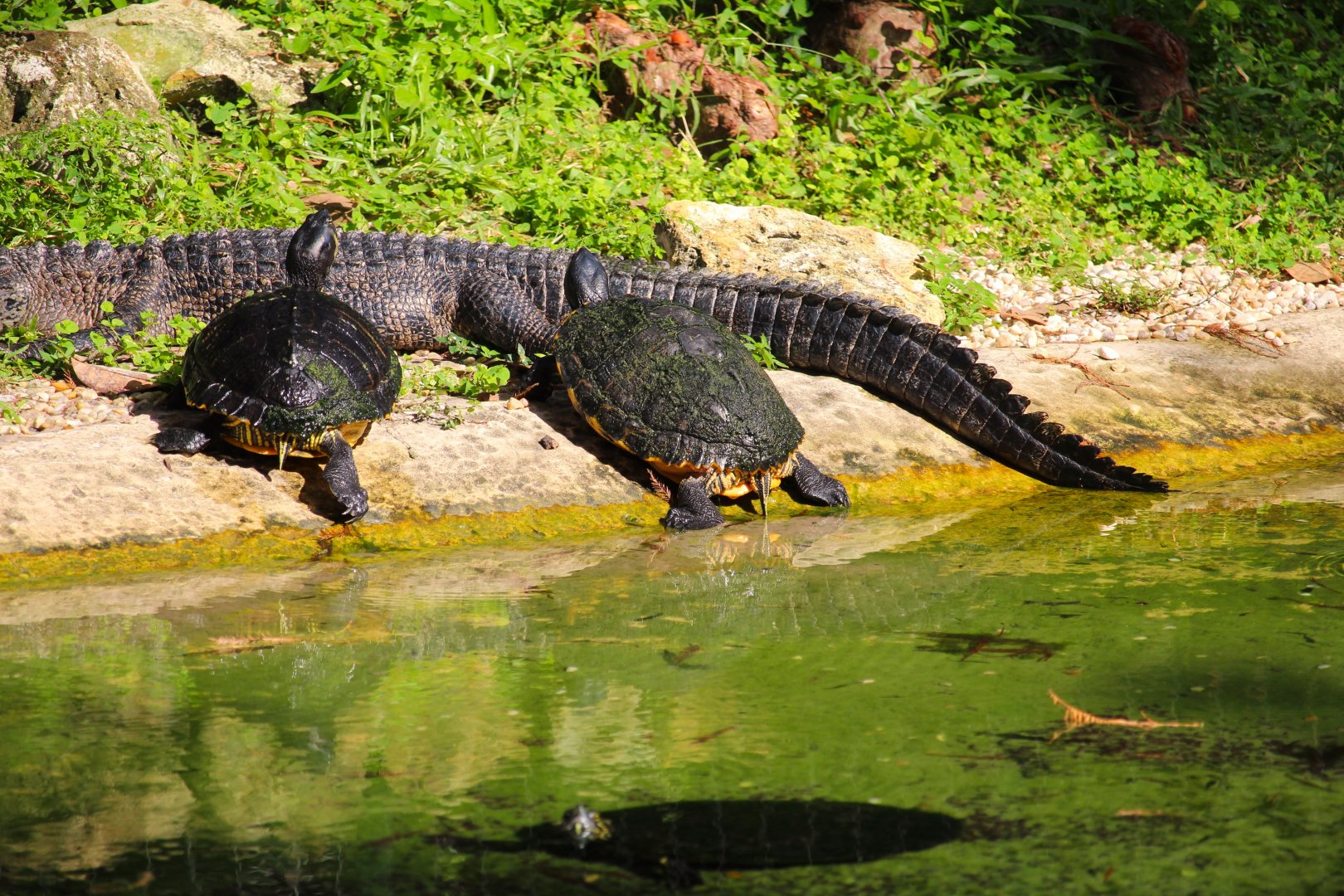 Key West - Florida Red-bellied Cooters and American Alligator