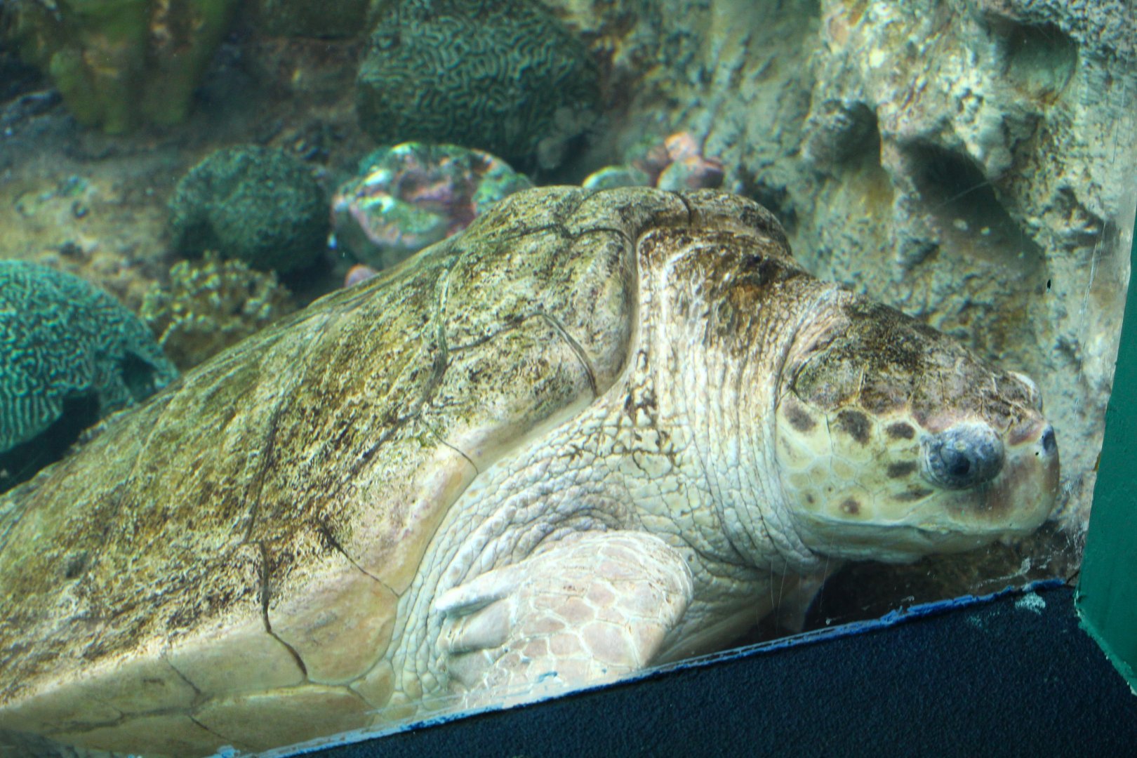 Key West - Loggerhead Sea Turtle