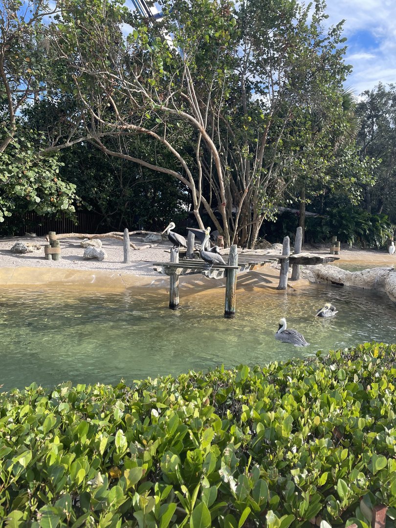 Key West- Pelican Exhibit