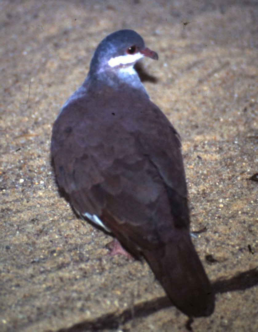 Key West quail dove