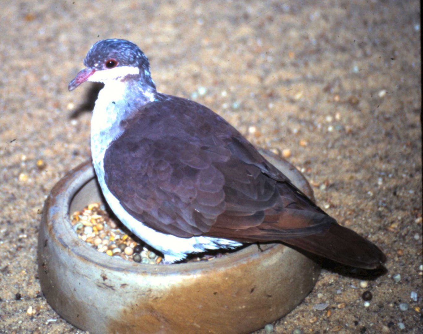 Key West quail dove