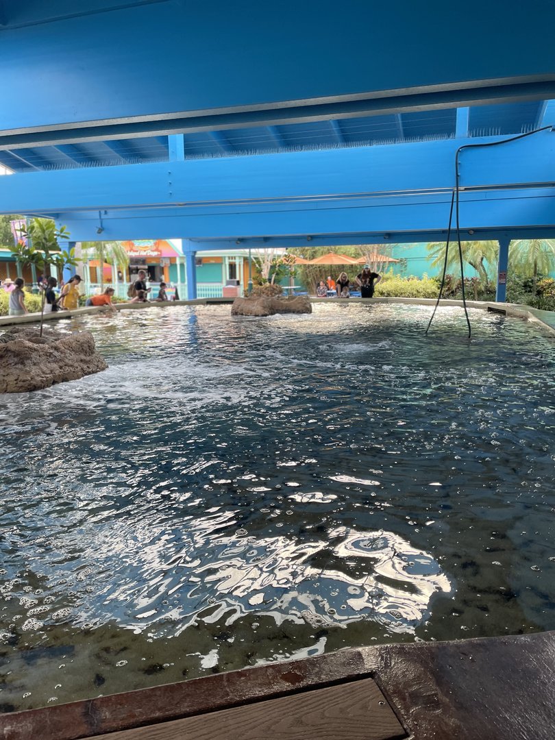 Key West- Stingray Touchpool