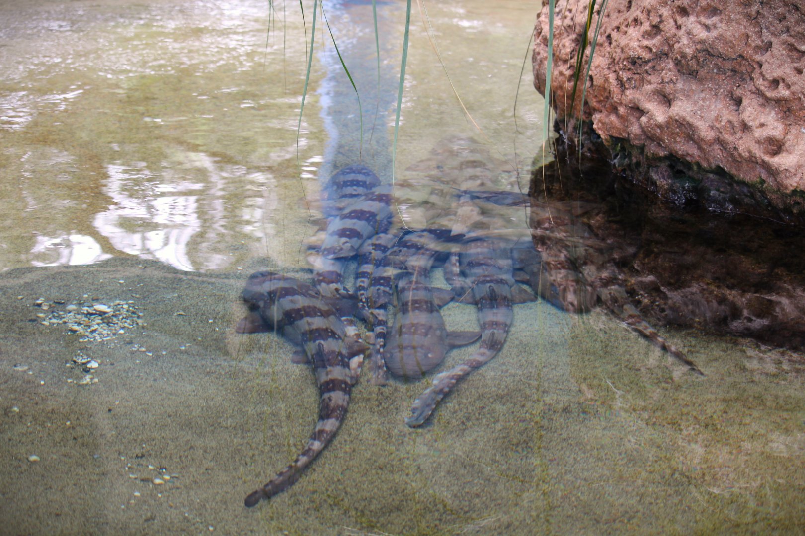 Key West - Whitespotted Bamboo Sharks