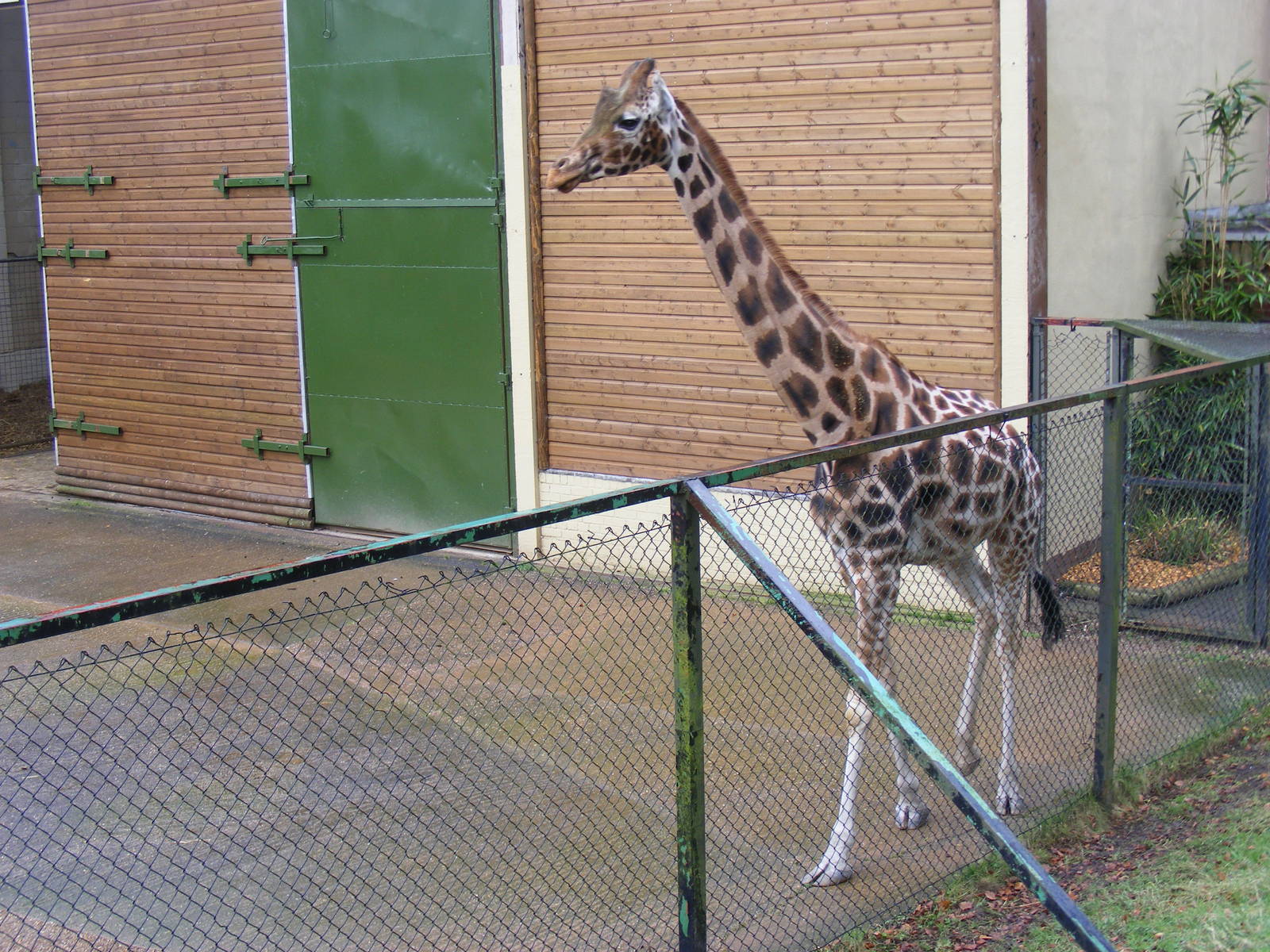Keyah the Rothschild's giraffe at Dudley Zoo, 12 February 2010
