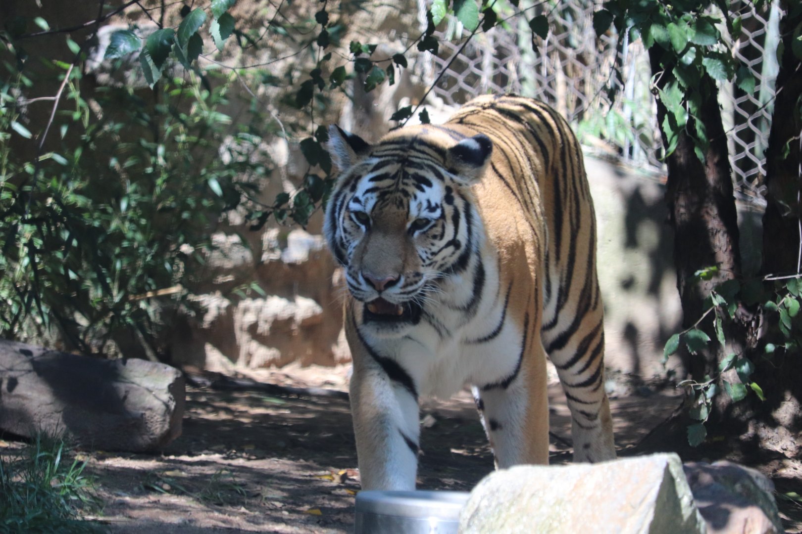 Keybank Big Cat Falls - Amur Tiger