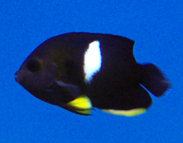 Keyhole Angelfish (Centropyge tibicen)