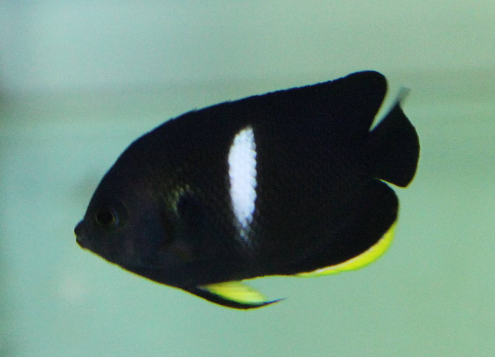 keyhole angelfish (Centropyge tibicen)